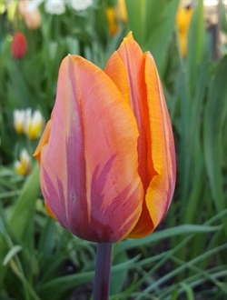 Tulipan Princess Irene 8 løg